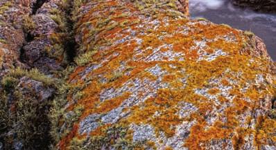 Lichens are similar to mycorrhizae because both organisms benefit from the partnership.