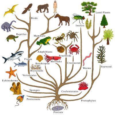 Biologists estimate that there are about 5 to 100 million species of organisms living on Earth today.