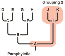 On the other hand, a clade is described to be paraphyletic if it