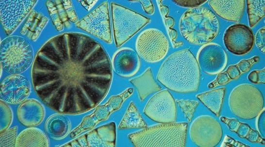 These beautiful single-celled protists are important photosynthetic organisms in aquatic communities (LM).