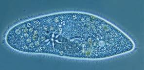 17 Structure and function in the ciliate Paramecium caudatum. Paramecium constantly takes in water by osmosis from its hypotonic environment.