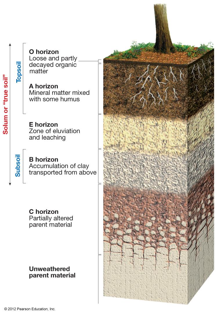 Soil Horizons Soils display distinct layering O Horizon: Partially decomposed organic matter (OM) A Horizon: Near surface, mineral soil rich in