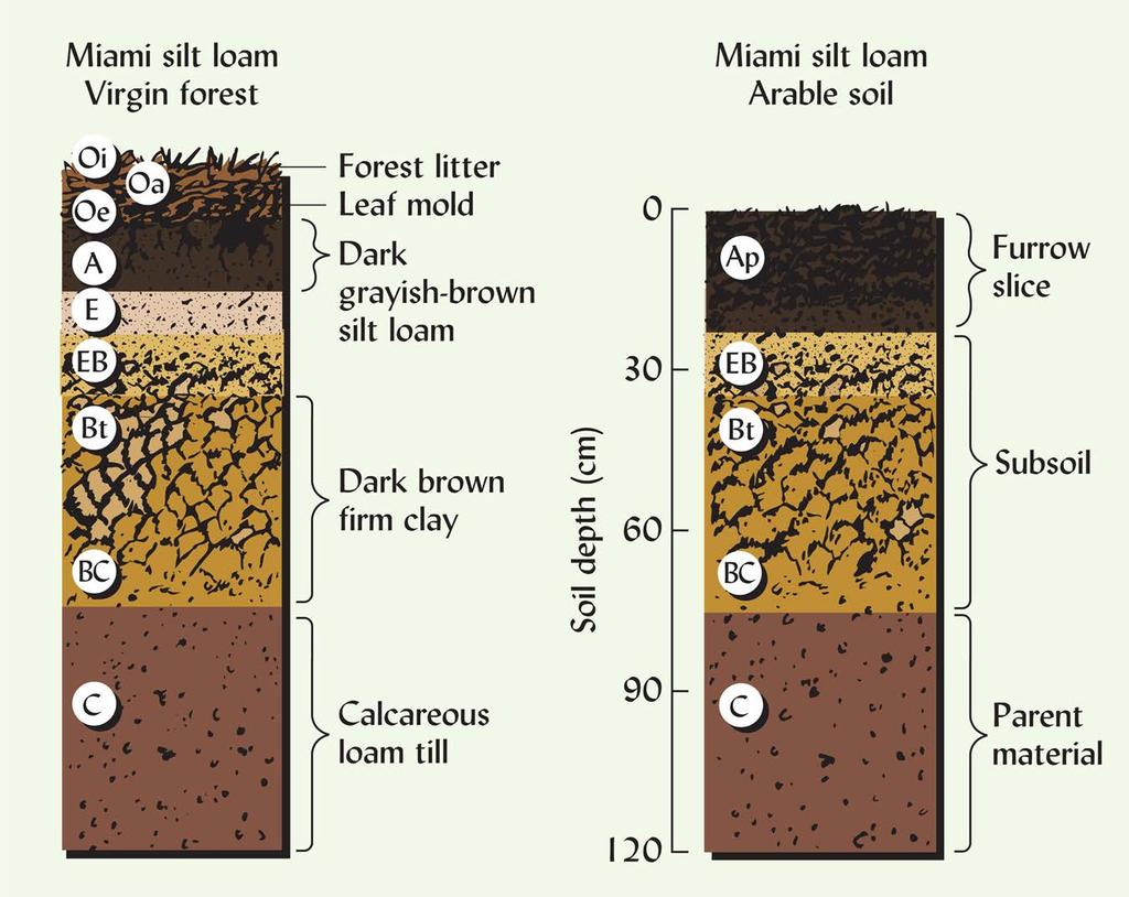 Effects of Humans on Soil Profiles Loss