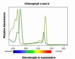 Photosynthetic Pigments - Chlorophylls In most plants, two types are present: Chlorophyll A and Chlorophyll