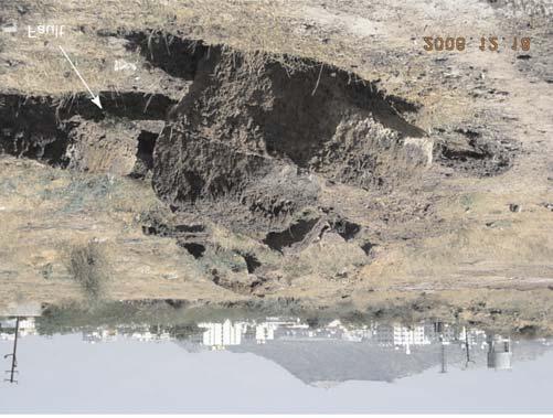 Low scarp identified about 100 m north of the fault exposure shown in figure 3(A). The height of the scarp is about 1 1.5 m.