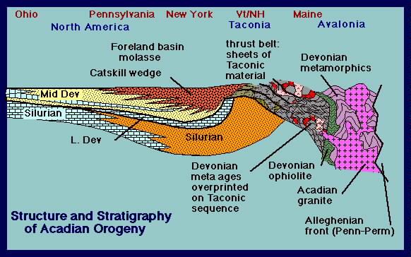 The Acadian Orogeny was more extensive and more intense