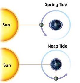 Tides and the Lunar Cycle During New and Full Moon - Spring Tides greatest difference between high