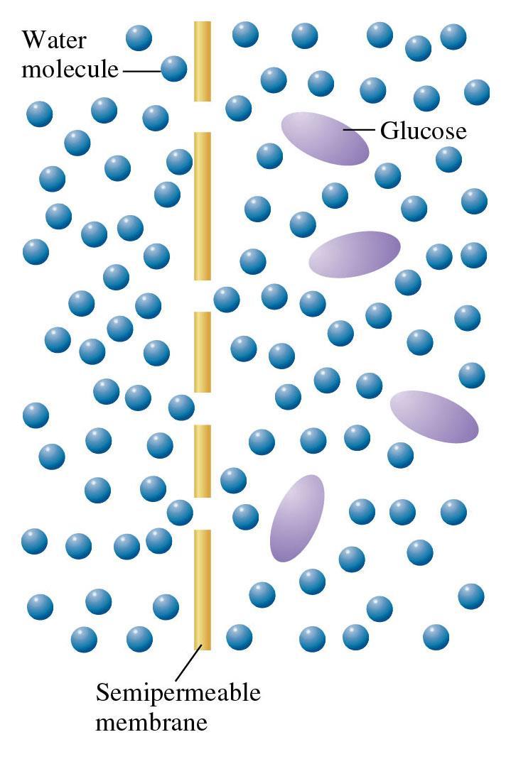 Figure 12.23: A semipermeable membrane separating water and an aqueous solution of glucose.