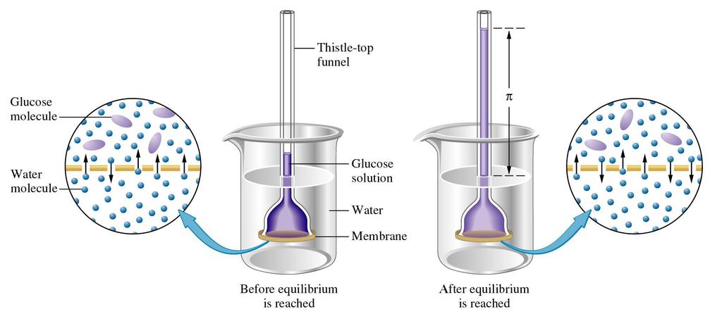 Figure 12.24: An experiment in osmosis.