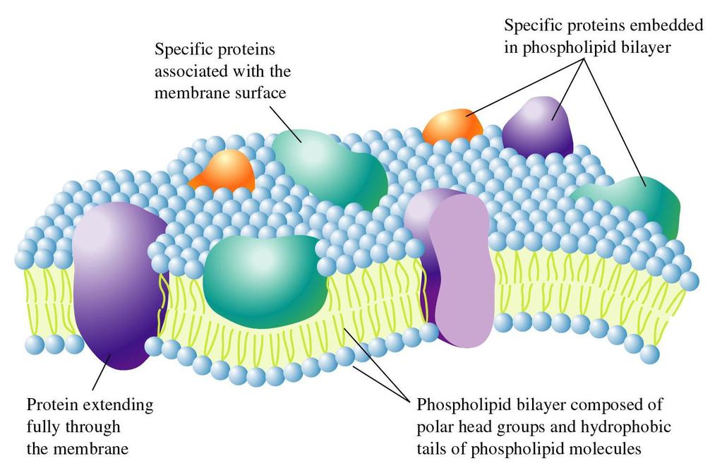 Figure 12.34: A model of a cell membrane.