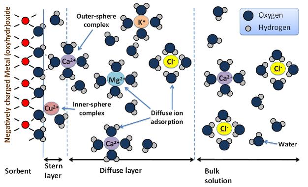 Surface Complexation Both cations and anions can bind to sites on