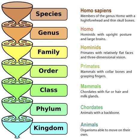 Taxonomic hierarchy For example,