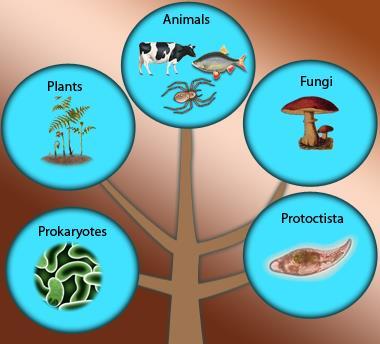 What is the Importance of Classification? Because of this enormous diversity in the living organisms, they need to be classified.