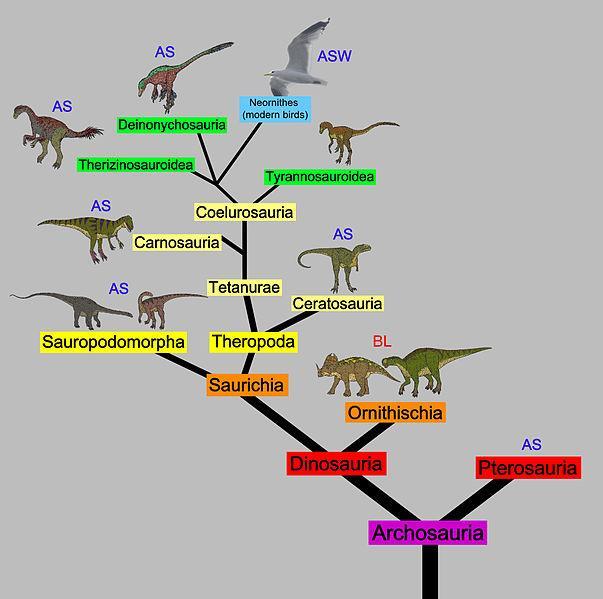 To show the evolutionary relationship between different groups of organisms, scientists construct.