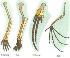 Example: The bones found in the wing of a bird, the
