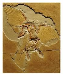 Archaeopteryx The fossil