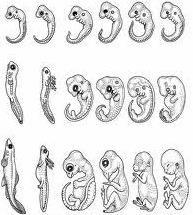 Embryological Similarities Similarities in embryological development provide evidence of