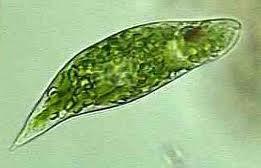 Ameba, Paramecium, Algae,