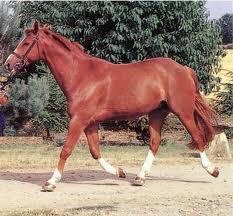 Example: horse