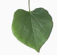 leaf. 1 2 3