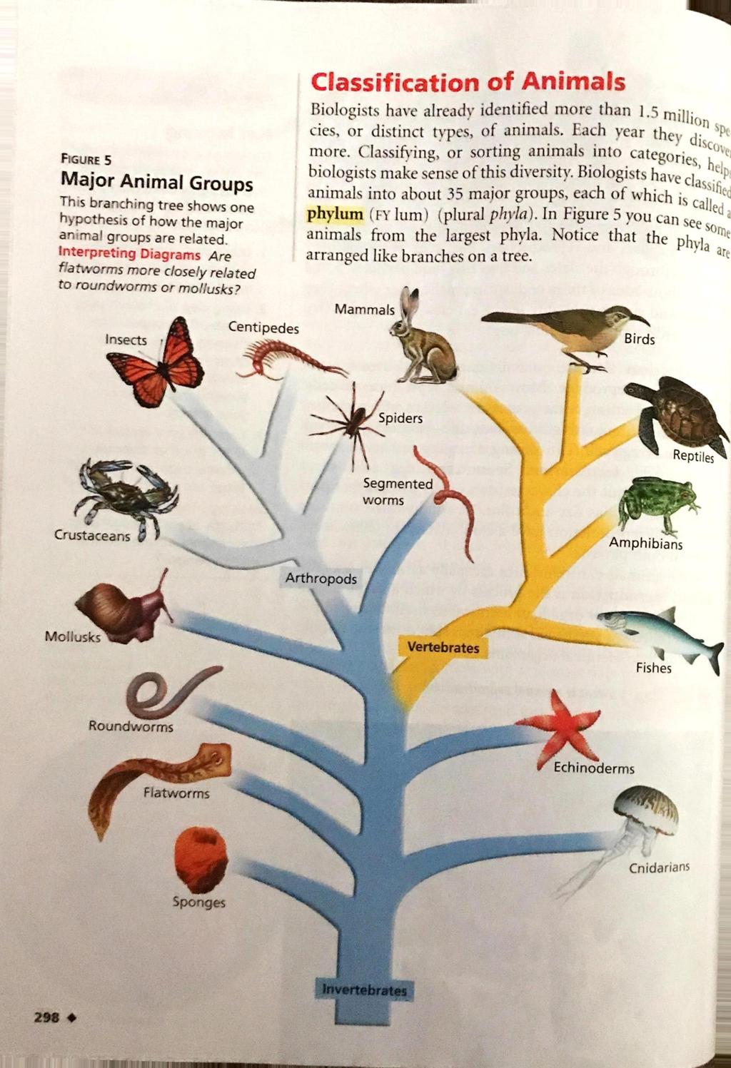 FIGURE 5 Major Animal Groups This branching tree shows one hypothesis of how the major animal groups are related. Interpreting Diagrams Are flatworms more closely related to roundworms or mollusks?