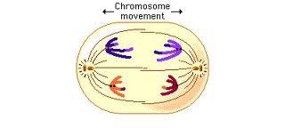 Anaphase Third phase of mitosis in which the chromosomes separate and move to opposite ends of the cell.