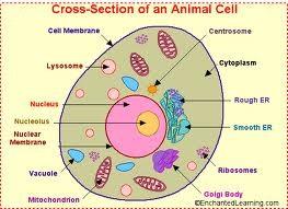 microscopic (and unicellular) organisms from a pond cell Basic unit of life Cell Cycle An ordered sequence of