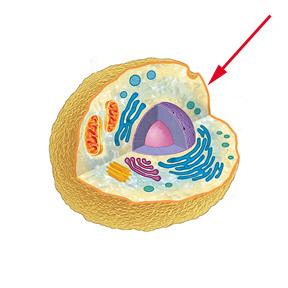 cell membrane A cell structure that controls which