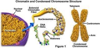 chromosomes The threadlike structures that are made up of proteins and