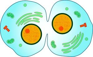 Cytokinesis Final stage of the cell cycle: the division of the