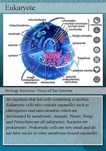 endoplasmic reticulum A system of membranes that is found in a cell's cytoplasm and that assists in the production, processing, and transport of proteins and in the