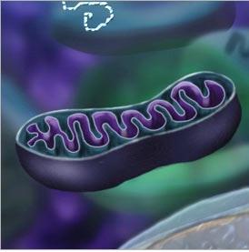 mitochondria produces the energy a cell needs to carry out its functions Mitosis A stage of the