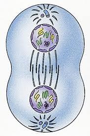 Spindle fibers Fibers that attach to chromosomes at the centromere and move the separated chromatids by pulling them to the poles of the dividing cell.