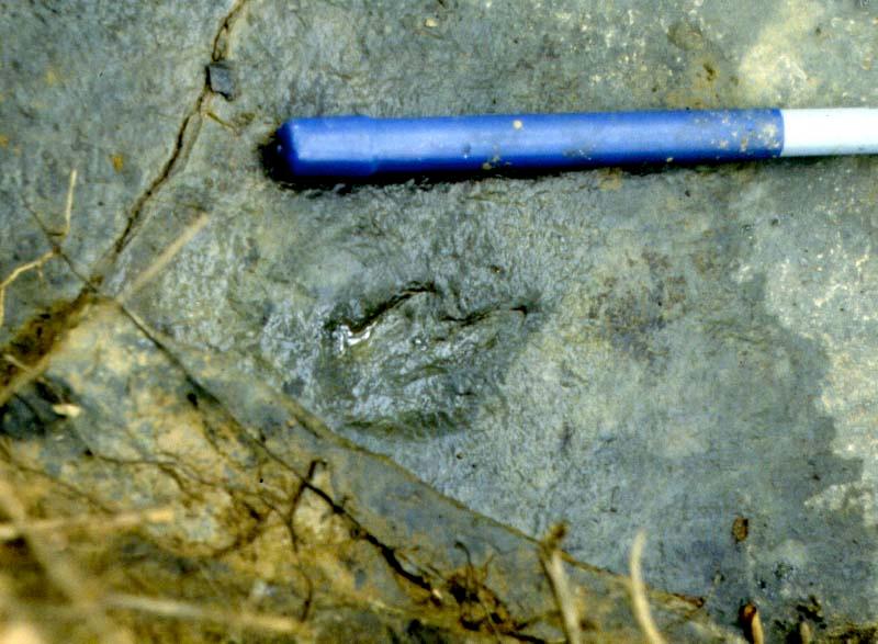 Footprint of
