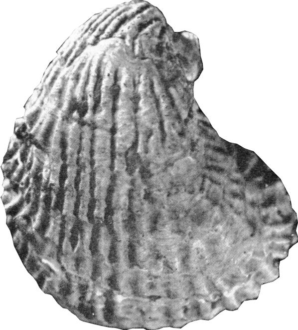 Choristothyris