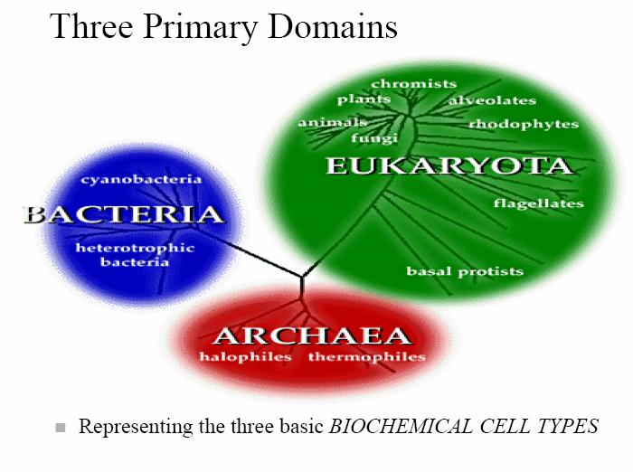 Three Domains of Life CLASSIFICATION - 3 Domains (Woese, 978): Current Eubacteria - true