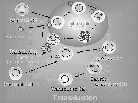 Transduction - sometimes transfer pieces of DNA from one cell to another. is a large source of genetic diversity in bacteria.