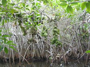 distribution - "New World" and West Africa (Western) mangroves - low species diversity West coast of South America only 5 0 S- no suitable landforms Mangal reaches its maximum