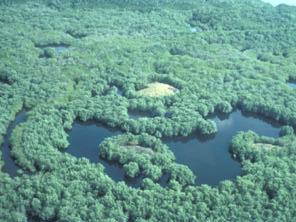 Basin forest Scrub forest Mangroves in river dominated environment 1) River dominated of low tidal range multiple