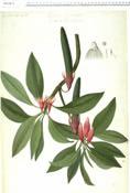 Old World mangal (30-40 species): Sonneratia spp.,bruguiera spp.