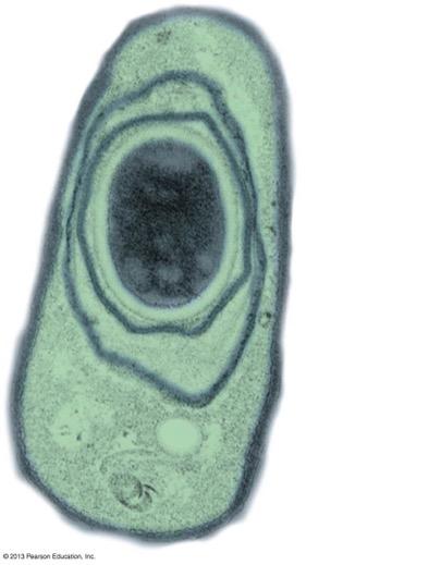 Prokaryotic Reproduction Most prokaryotes can reproduce by dividing in half by binary fission and at very high rates if conditions are favorable.