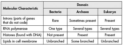 b. Eukarya c. Animalia d. Fungi 32. All of the following are domains of life except a. Archaea b. Protista c. Eukarya d. Bacteria 33.