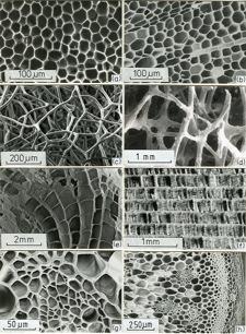 Introduction Lattice structures - nature Top left: cork, top right: balsa, next down left: