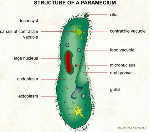 What does Paramecium eat? Paramecium feeds on other organisms.