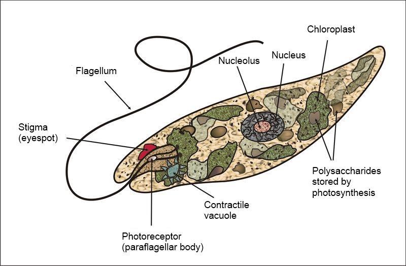 Meet Euglena! Euglena is also a eukaryotic cell.