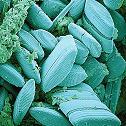plantlike protists