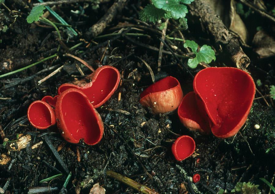 Sac fungi form a reproductive sac, or ascus.