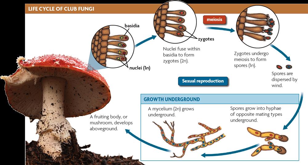 19.5 Diversity of Fungi Multicellular fungi have complex reproductive