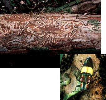 19.6 Ecology of Fungi Fungi can act as pathogens.