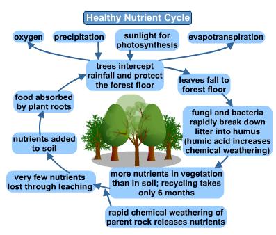 Most of the nutrients are stored in biomass. Soils are actually nutrient-poor, hence the small circle.